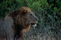 South Africa Kruger Safari (beardedheron.com) 2023
